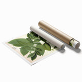 Botanical Art Prints – Vintage Botanical Illustration Art