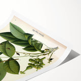 Botanical Art Prints – Vintage Botanical Illustration Art