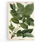 Botanical Art Prints – Vintage Botanical Illustration Art