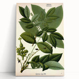 Botanical Art Prints – Vintage Botanical Illustration Art