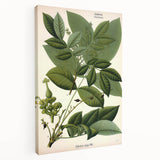 Botanical Art Prints – Vintage Botanical Illustration Art