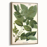 Botanical Art Prints – Vintage Botanical Illustration Art
