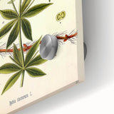 Botanical Art Prints – Vintage Botanical Illustration Art