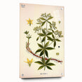 Botanical Art Prints – Vintage Botanical Illustration Art
