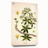 Botanical Art Prints – Vintage Botanical Illustration Art