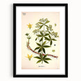 Botanical Art Prints – Vintage Botanical Illustration Art