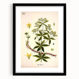 Botanical Art Prints – Vintage Botanical Illustration Art
