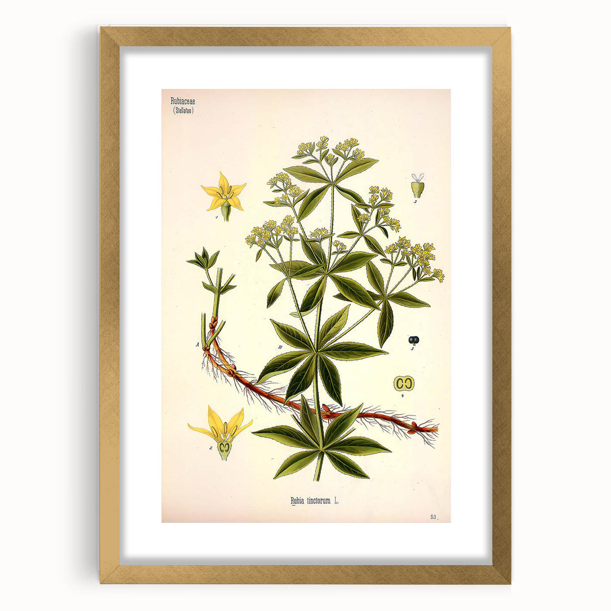 Botanical Art Prints – Vintage Botanical Illustration Art