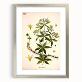 Botanical Art Prints – Vintage Botanical Illustration Art