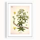 Botanical Art Prints – Vintage Botanical Illustration Art