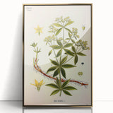 Botanical Art Prints – Vintage Botanical Illustration Art