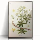Botanical Art Prints – Vintage Botanical Illustration Art