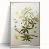 Botanical Art Prints – Vintage Botanical Illustration Art