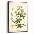Botanical Art Prints – Vintage Botanical Illustration Art