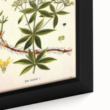 Botanical Art Prints – Vintage Botanical Illustration Art