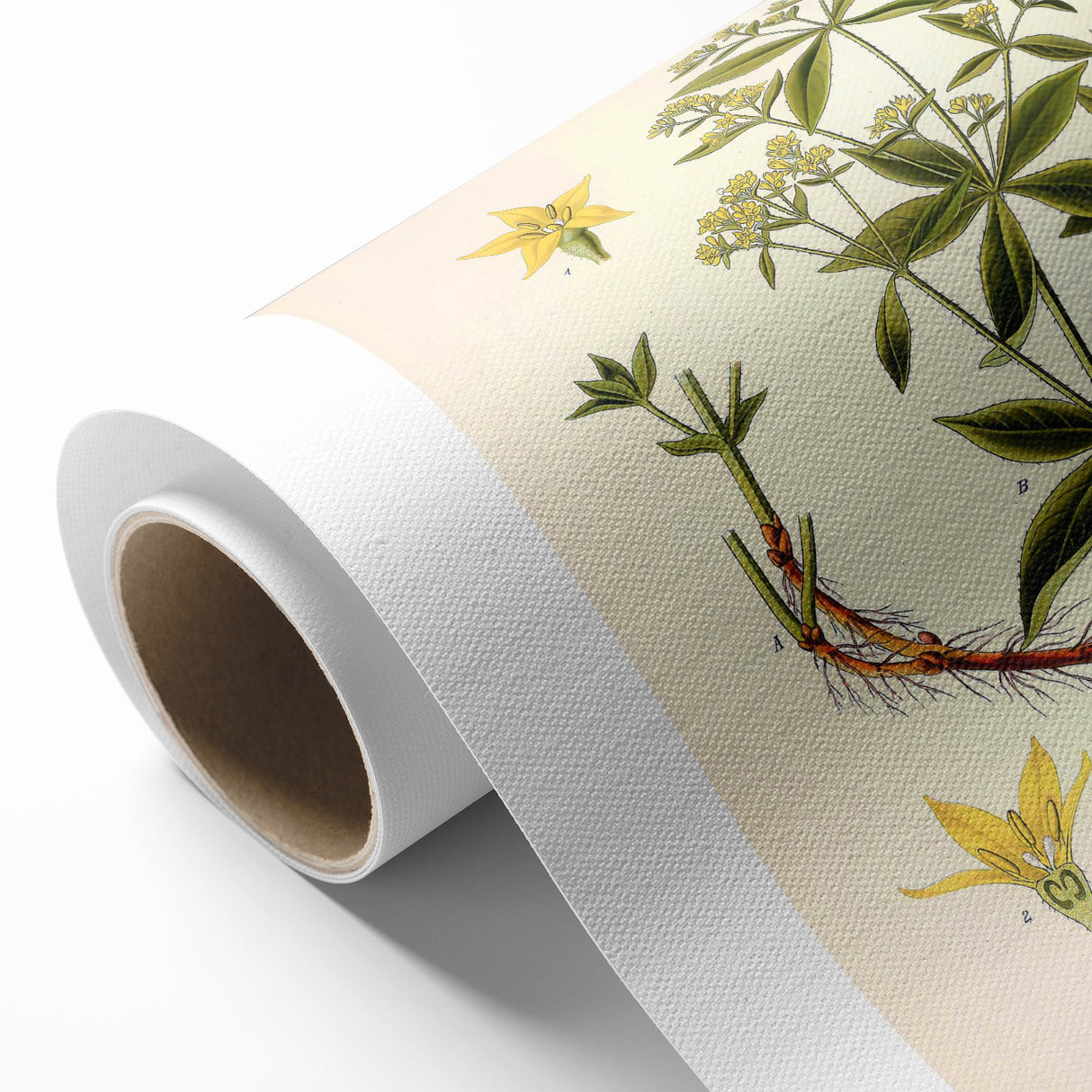 Botanical Art Prints – Vintage Botanical Illustration Art