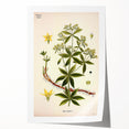 Botanical Art Prints – Vintage Botanical Illustration Art