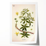 Botanical Art Prints – Vintage Botanical Illustration Art