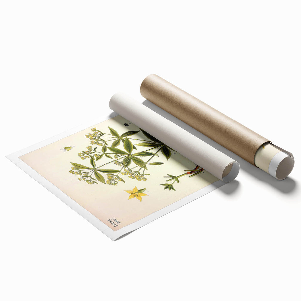 Botanical Art Prints – Vintage Botanical Illustration Art