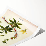 Botanical Art Prints – Vintage Botanical Illustration Art