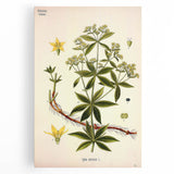 Botanical Art Prints – Vintage Botanical Illustration Art