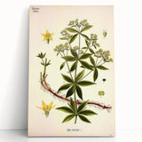 Botanical Art Prints – Vintage Botanical Illustration Art