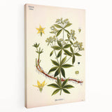 Botanical Art Prints – Vintage Botanical Illustration Art
