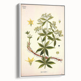 Botanical Art Prints – Vintage Botanical Illustration Art