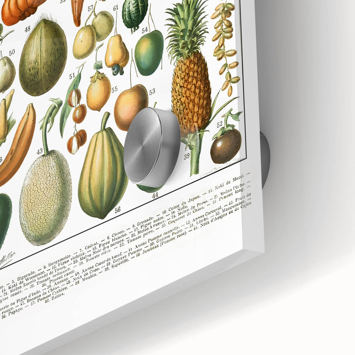 Vintage Botanical Art Prints – Nature-Inspired Fruit Illustration