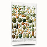 Vintage Botanical Art Prints – Nature-Inspired Fruit Illustration