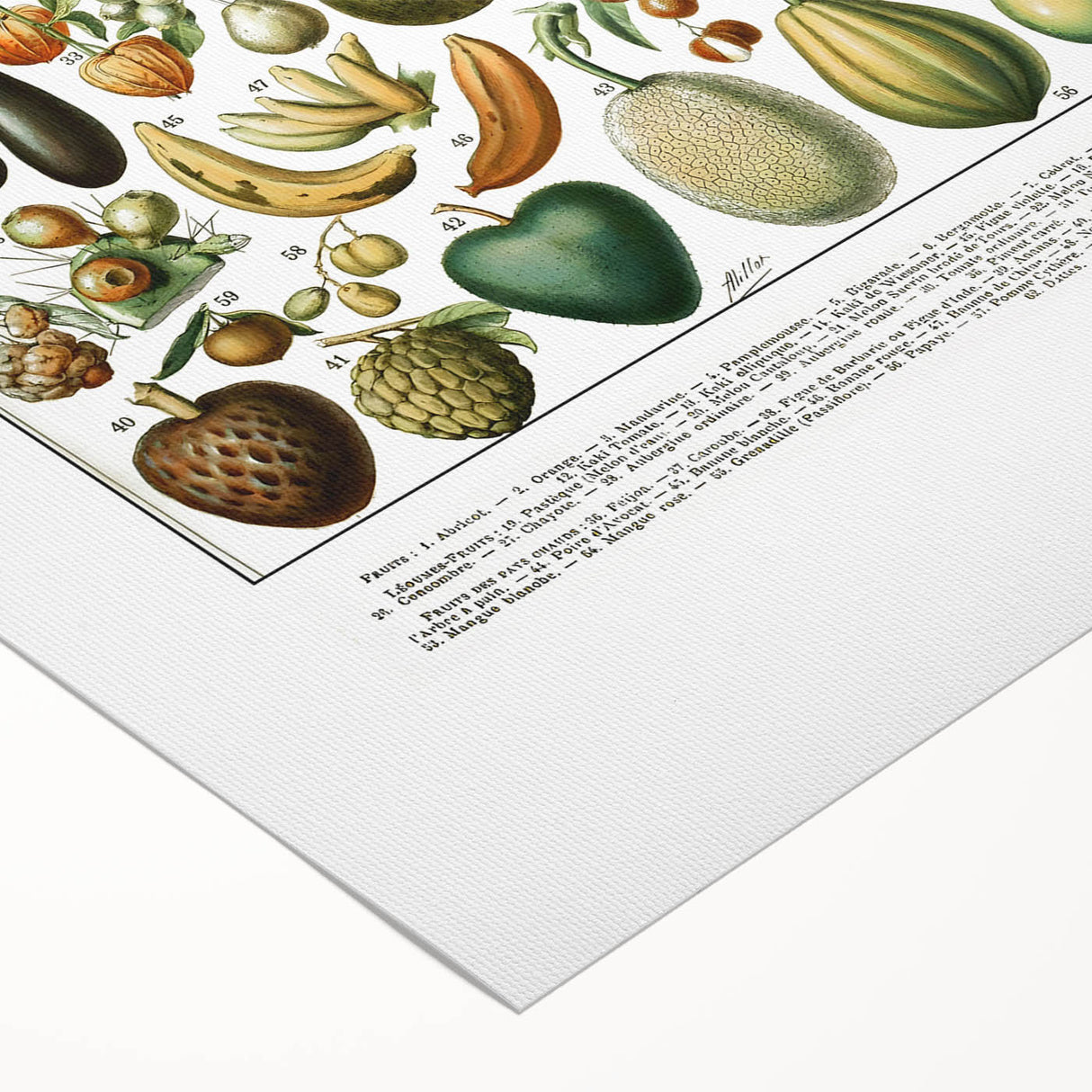 Vintage Botanical Art Prints – Nature-Inspired Fruit Illustration