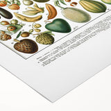 Vintage Botanical Art Prints – Nature-Inspired Fruit Illustration
