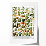 Vintage Botanical Art Prints – Nature-Inspired Fruit Illustration
