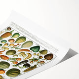 Vintage Botanical Art Prints – Nature-Inspired Fruit Illustration