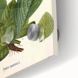 Vintage Botanical Art Prints – Conyza Squarrosa Illustration