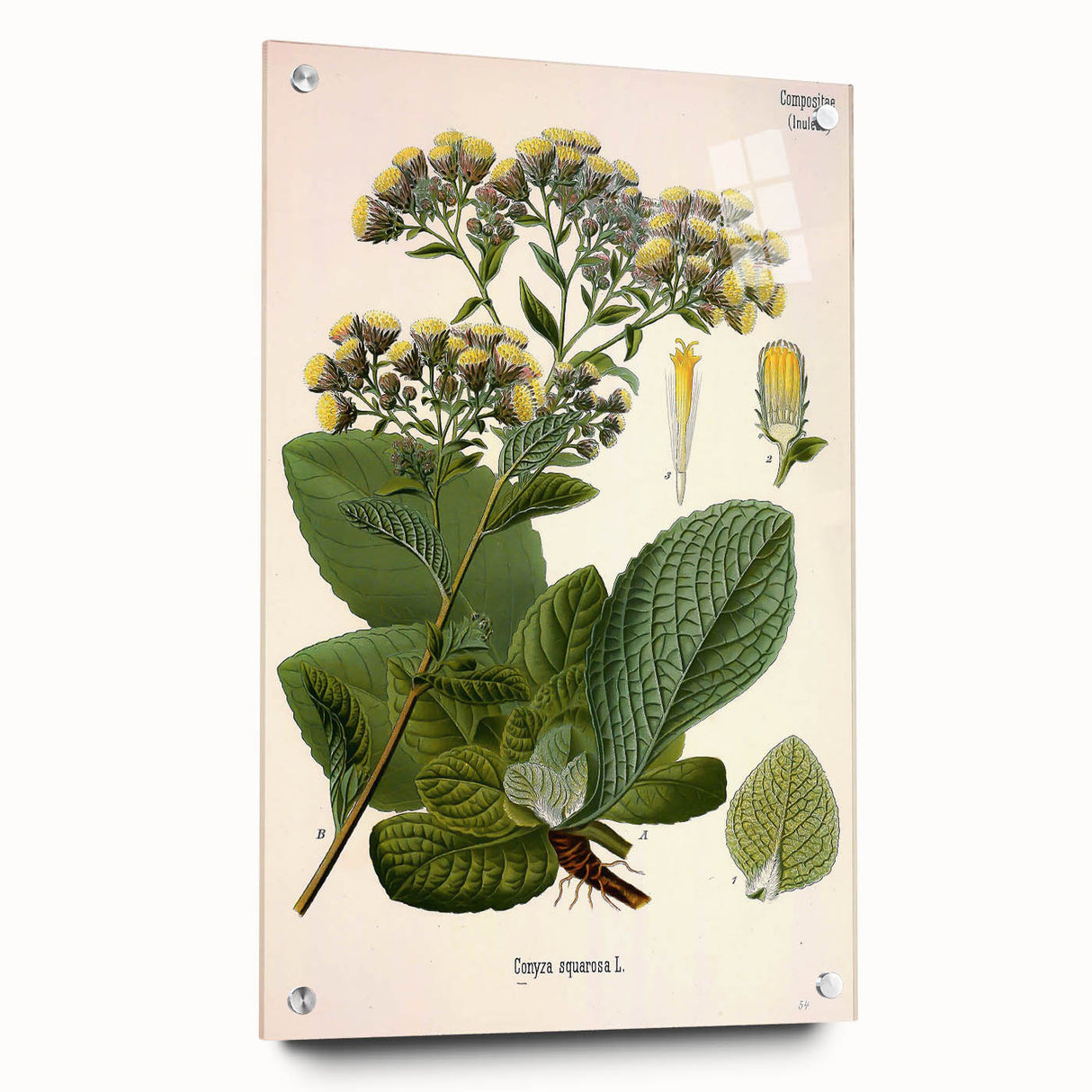 Vintage Botanical Art Prints – Conyza Squarrosa Illustration