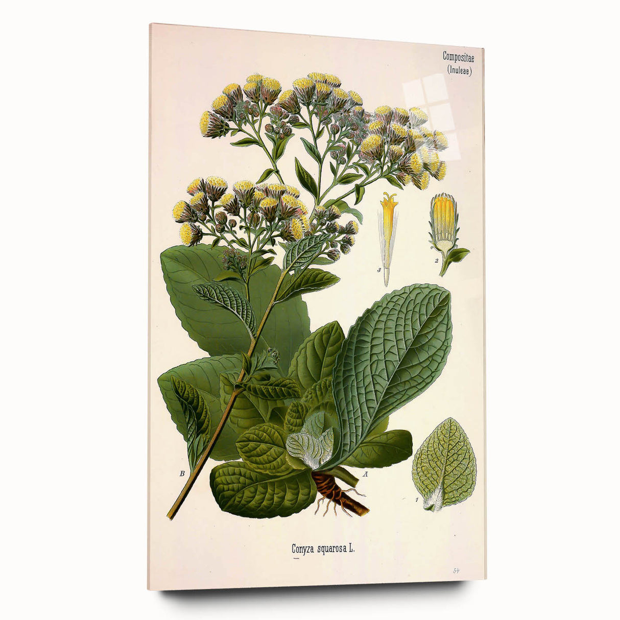 Vintage Botanical Art Prints – Conyza Squarrosa Illustration