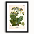 Vintage Botanical Art Prints – Conyza Squarrosa Illustration