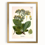 Vintage Botanical Art Prints – Conyza Squarrosa Illustration