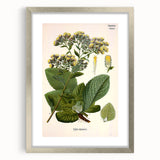 Vintage Botanical Art Prints – Conyza Squarrosa Illustration