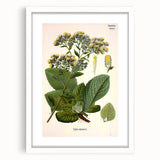 Vintage Botanical Art Prints – Conyza Squarrosa Illustration