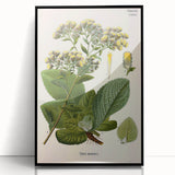 Vintage Botanical Art Prints – Conyza Squarrosa Illustration