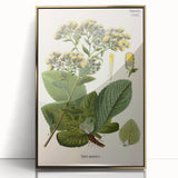 Vintage Botanical Art Prints – Conyza Squarrosa Illustration