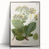 Vintage Botanical Art Prints – Conyza Squarrosa Illustration