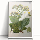 Vintage Botanical Art Prints – Conyza Squarrosa Illustration