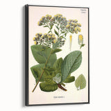 Vintage Botanical Art Prints – Conyza Squarrosa Illustration