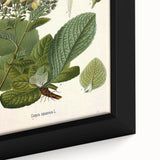 Vintage Botanical Art Prints – Conyza Squarrosa Illustration