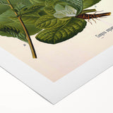 Vintage Botanical Art Prints – Conyza Squarrosa Illustration