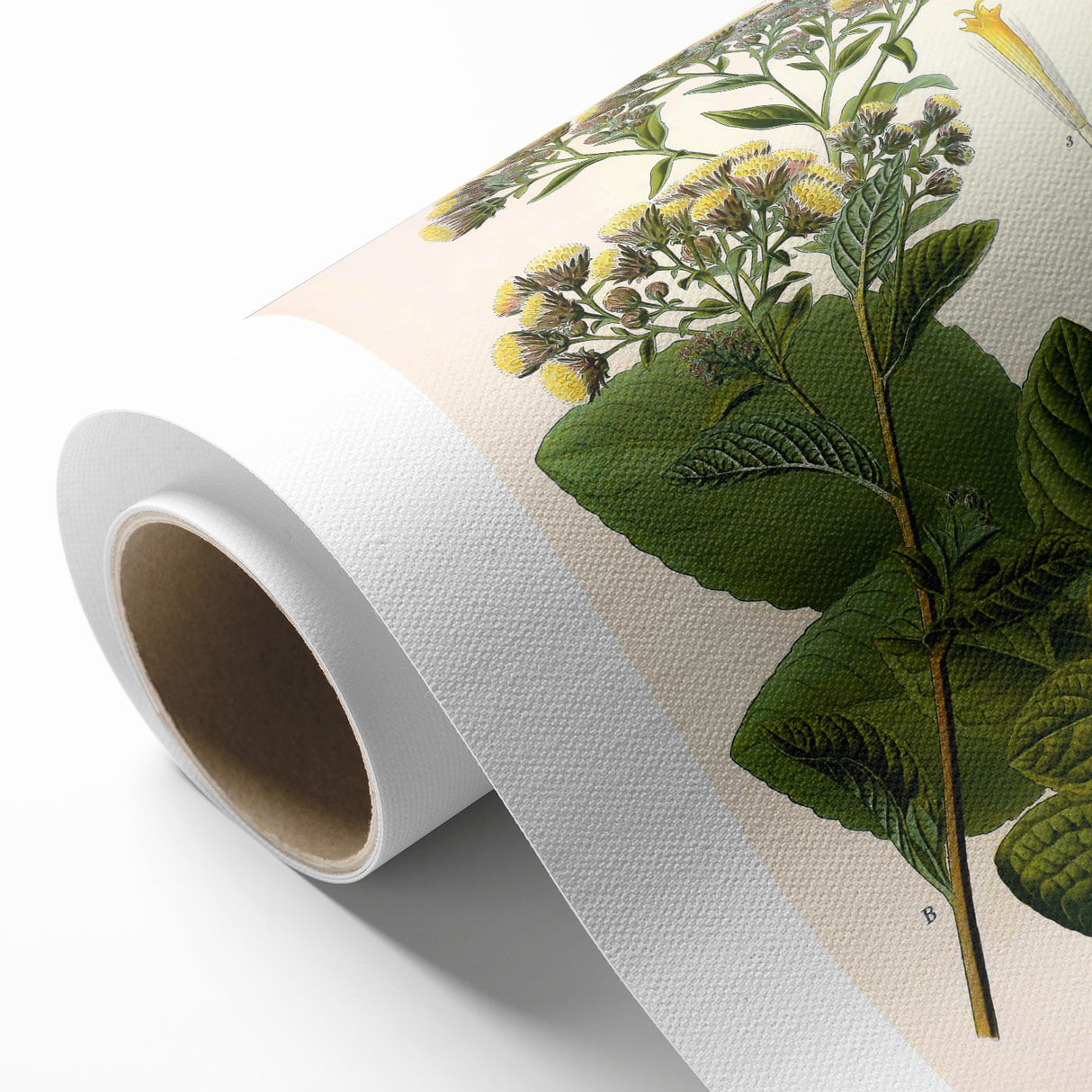 Vintage Botanical Art Prints – Conyza Squarrosa Illustration