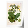 Vintage Botanical Art Prints – Conyza Squarrosa Illustration